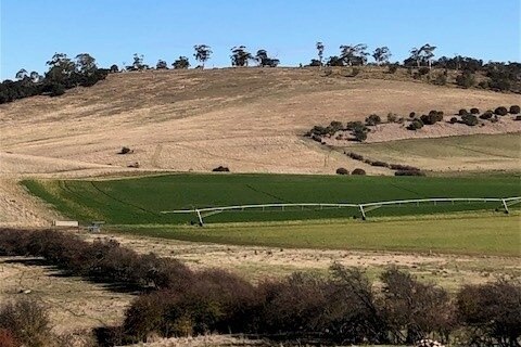 The stark green of an irrigated paddock in southern Tasmania compared to surrounding paddocks not irrigated