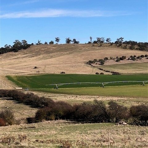 The stark green of an irrigated paddock in southern Tasmania compared to surrounding paddocks not irrigated