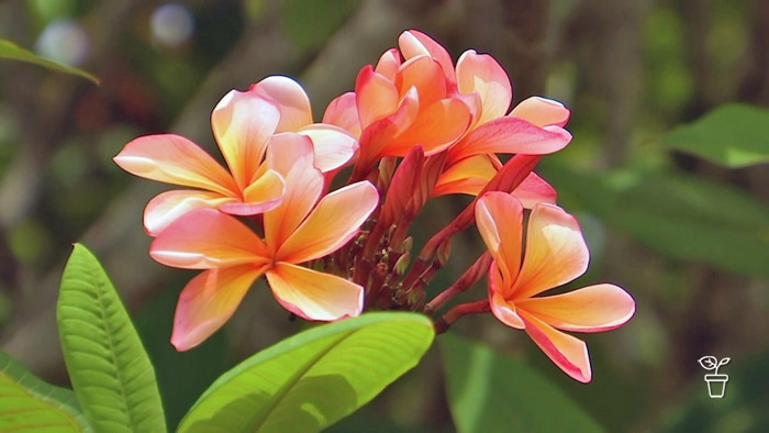 Bright pink and orange coloured frangipani flowers