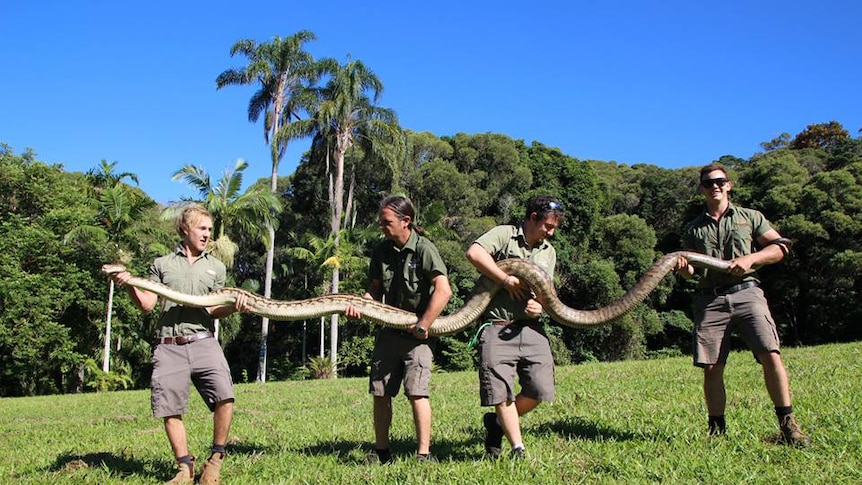 It took four men to hold up this five metre long scrub python