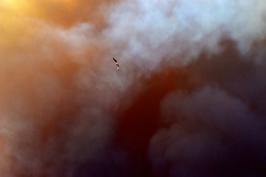 A flying bird backgrounded by billows of grey bushfire smoke
