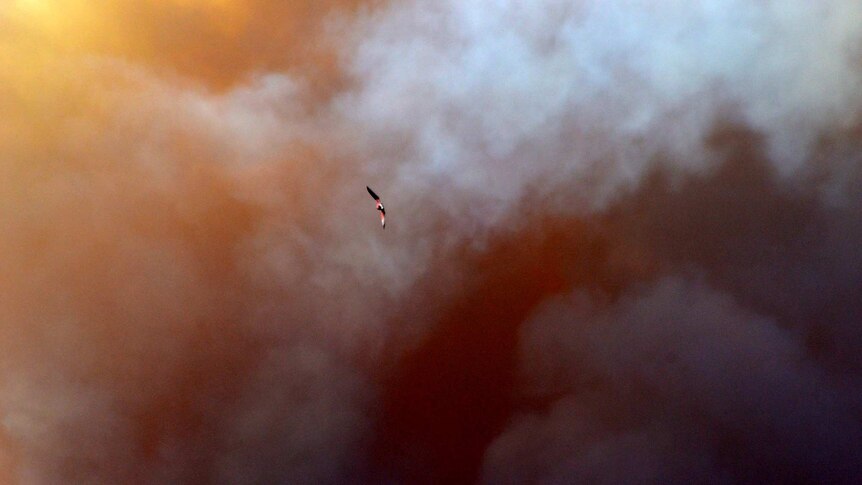 A flying bird backgrounded by billows of grey bushfire smoke