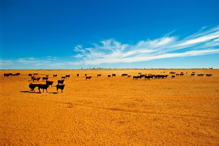 A beef cattle farm in the Northern Territory