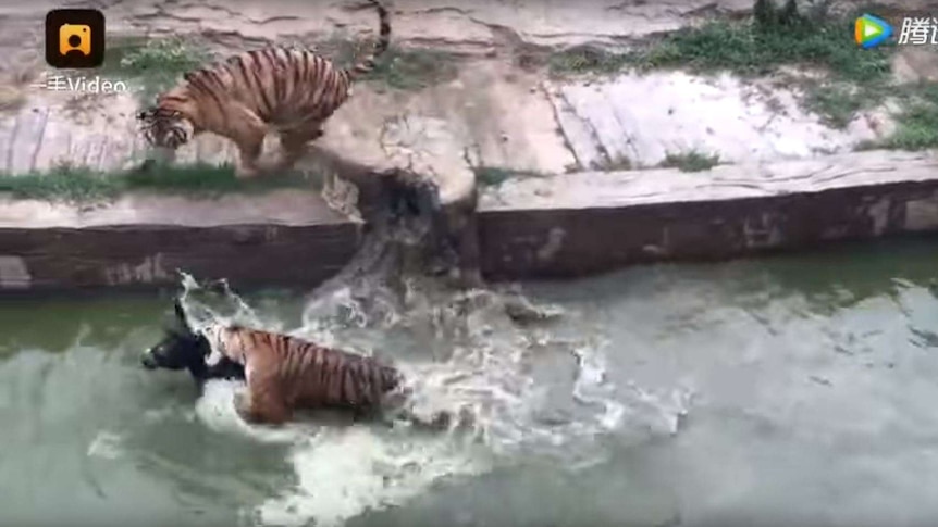 A tiger bites the jugular of a donkey in the water while another tiger stalks on the bank