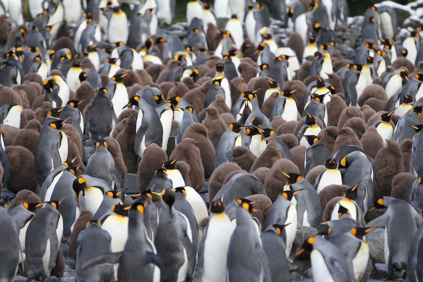 King penguins and their chicks