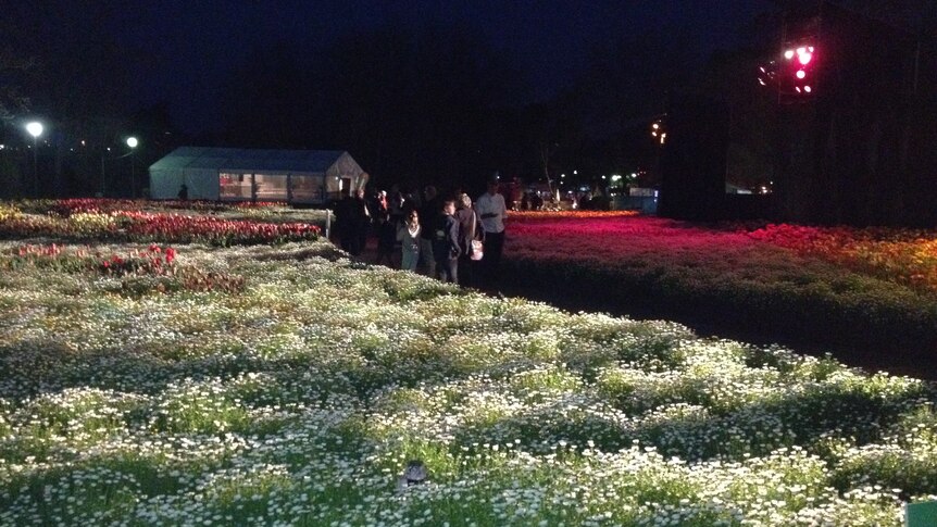 The colourful blooms on display under lights at NightFest.
