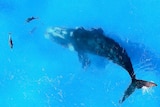 An aerial photo of a right whale swimming with dolphins.