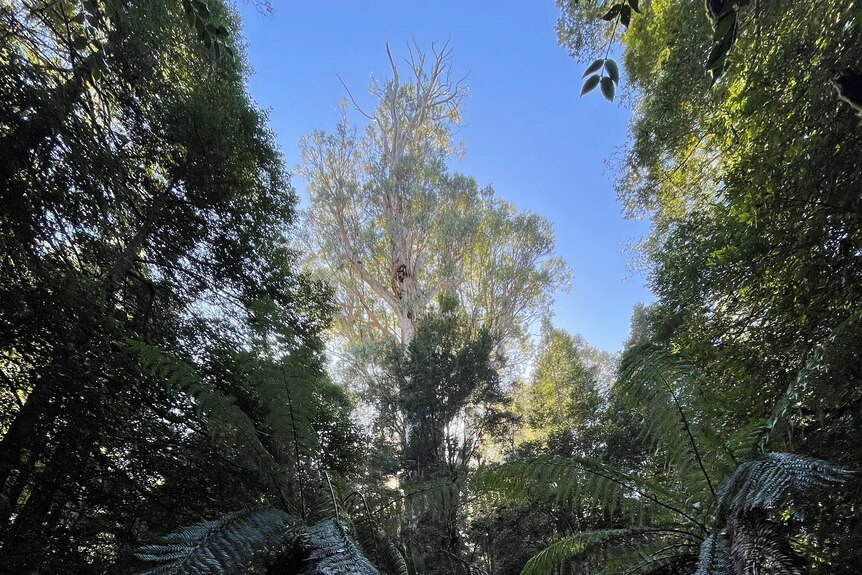 A eucalyptus tree towers above the rest of forest, it's foliage caught in the sun.