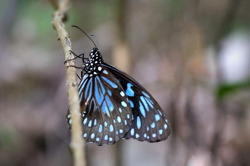 A blue tiger butterfly sits on a twig in a forest