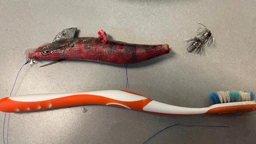 Squid jig removed from throat of a dog, alongside a toothbrush for size reference.