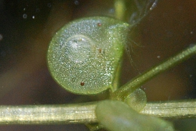 A green, bubble-like structure attached to the stem of a plant