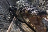 A large crocodile in a cage chomps at the camera 