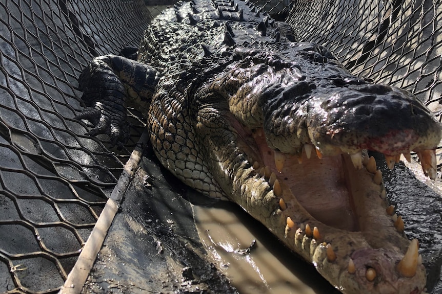 A large crocodile in a trap chomps at the camera 