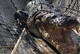 A large crocodile in a cage chomps at the camera 