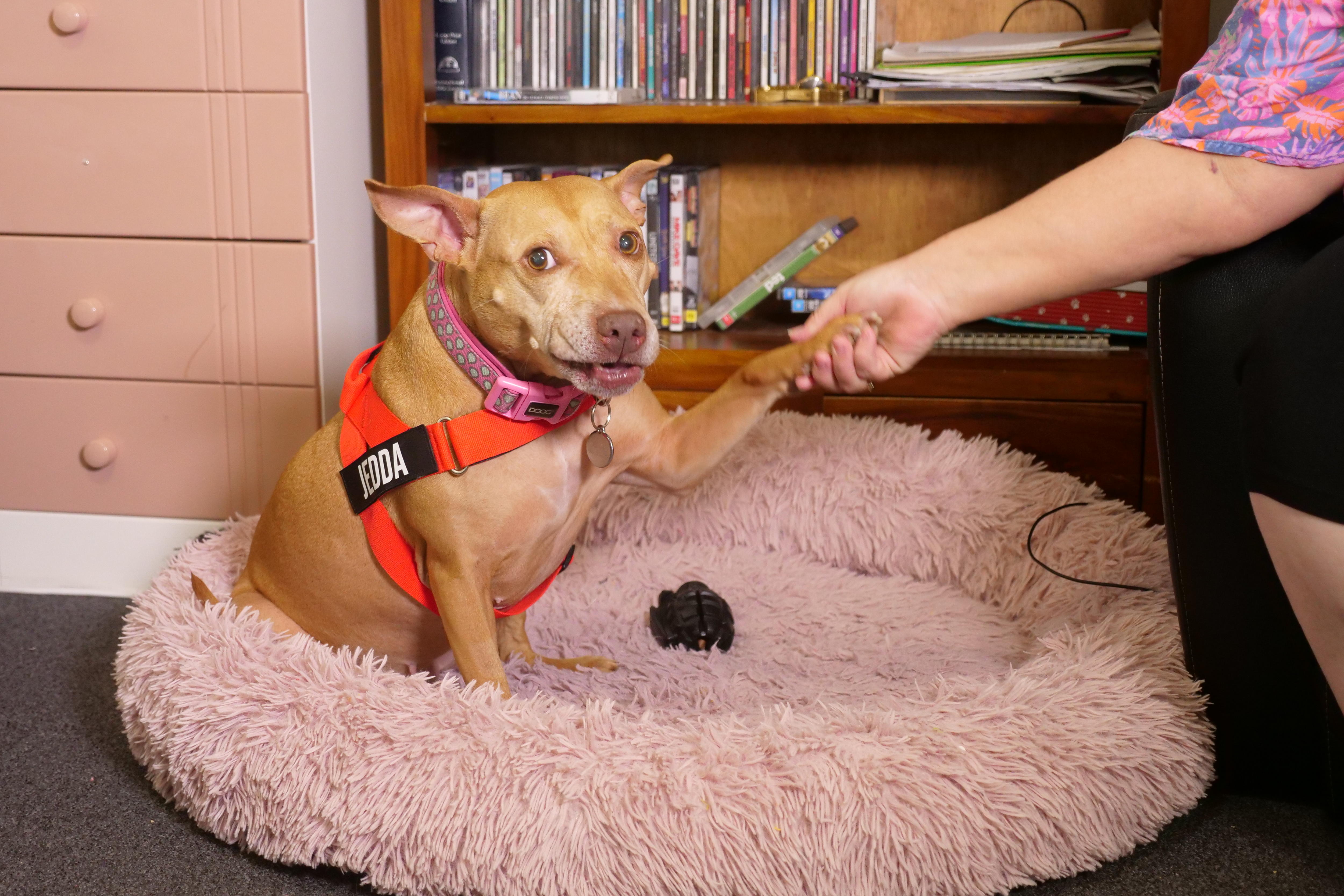 Charity keeps pets at home and out of the pound by helping cover care costs