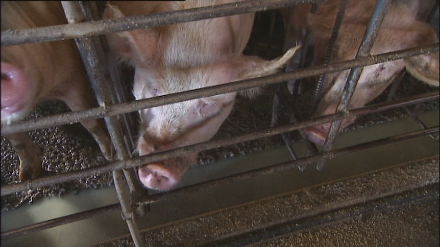 The Tasmanian Government promised to ban sow stalls but now appears to be backing down.