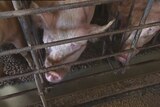 The Tasmanian Government promised to ban sow stalls but now appears to be backing down.