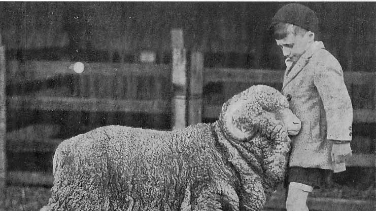 a young boy from the 1920s stands with a ram
