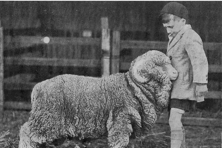 a young boy from the 1920s stands with a ram