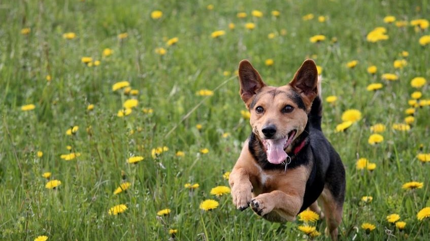 Photo of a brown and black dog running in green grass with yellow flowers 