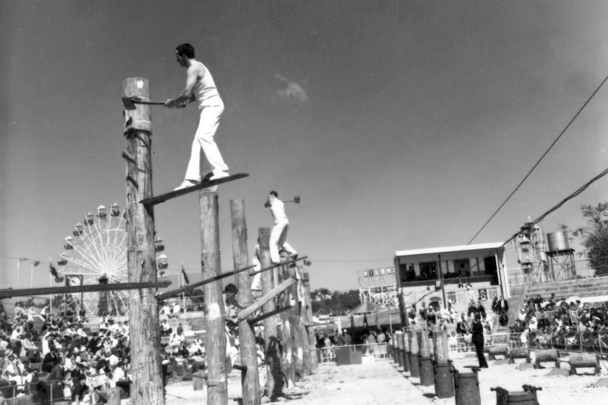 A row of men compete at woodchopping at the Ekka, standing on planks metres in the air.