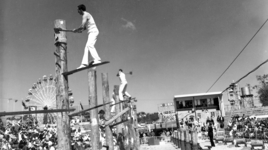 A row of men compete at woodchopping at the Ekka, standing on planks metres in the air.
