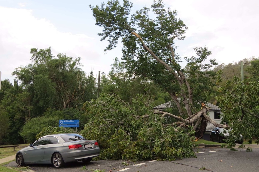 Branches from a large tree lie on the ground near a car after the severe storm.