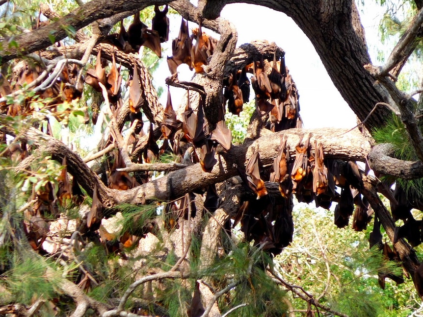 Flying foxes hang upside down in trees near the Gayndah Golf Course.