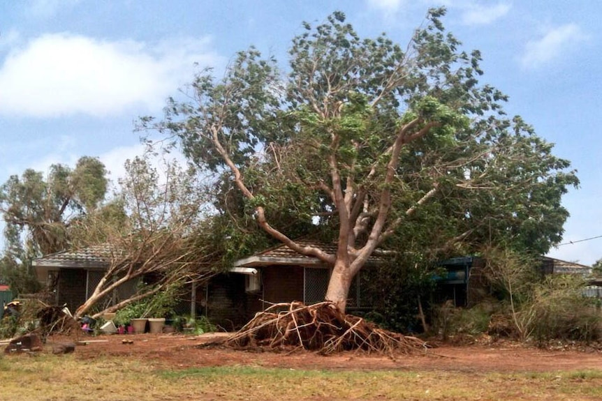 Cyclone Christine tore this tree out of the ground in Karratha