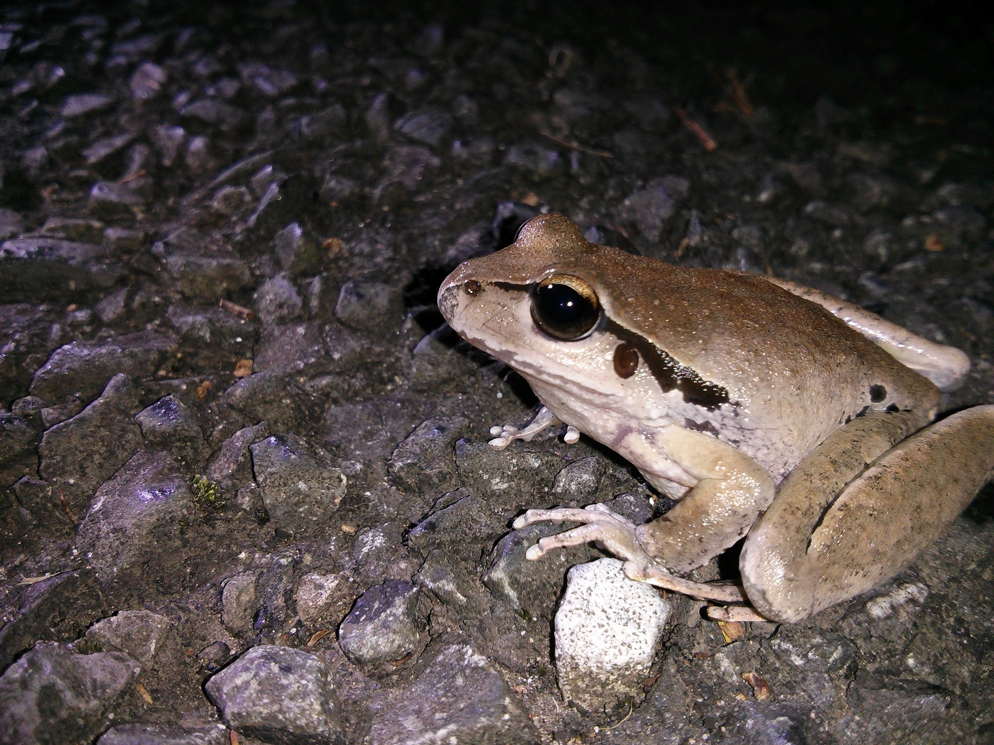 A tawny-coloured frog with gold and black eye band, standing on gravel conglomerate.