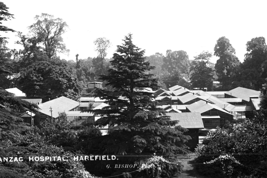 A collection of small buildings surrounded by large Norfolk pine trees.