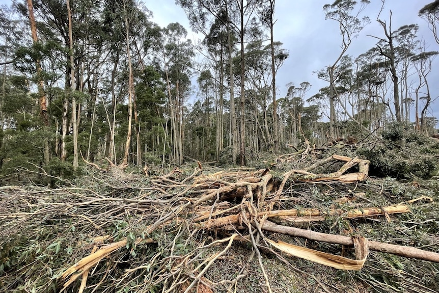 fallen trees on railway line in Daylesford