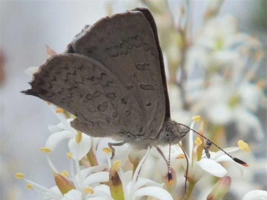 a grey butterfly sits on a white flower