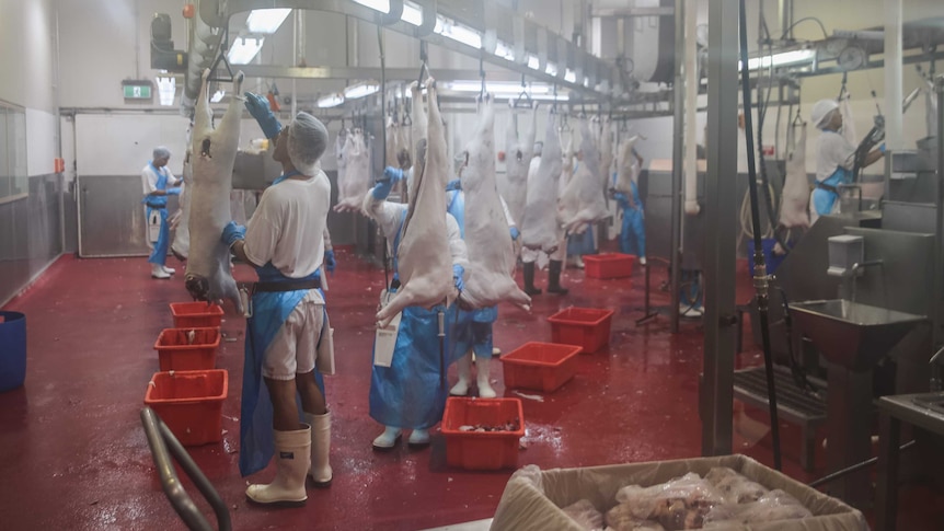Abattoir staff work on the boning room floor at the goat and sheep processing plant