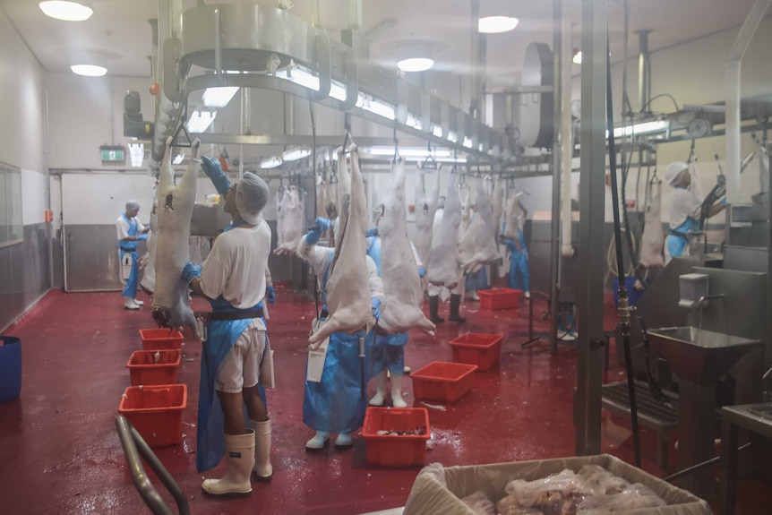 Abattoir staff work on the boning room floor at the goat and sheep processing plant