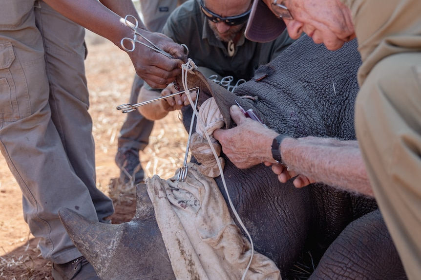 A rhino getting notched.