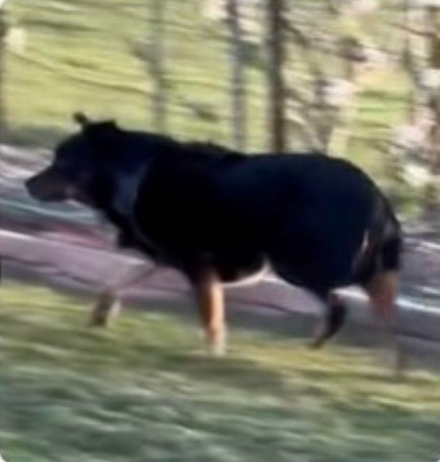 Una imagen borrosa de un perro.