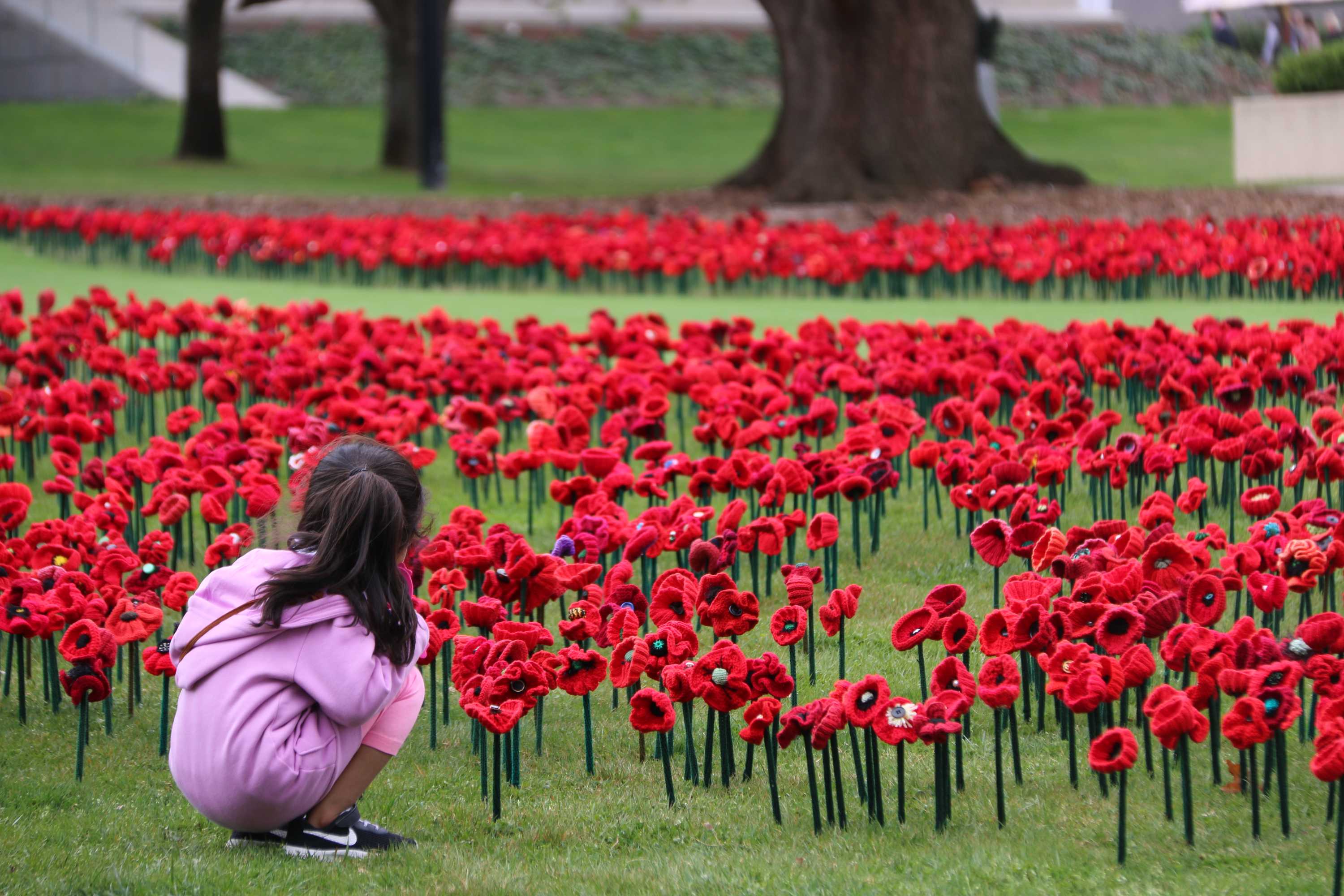 Why Do You Wear A Poppy On Remembrance Day? - ABC Listen