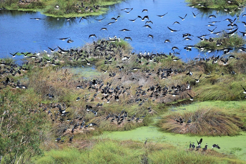 Hundreds of black and white birds flying over a water 