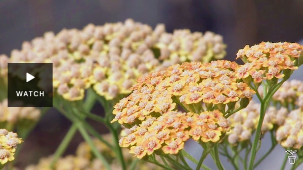 A cluster of cream-coloured flowers in a garden. Has Video.