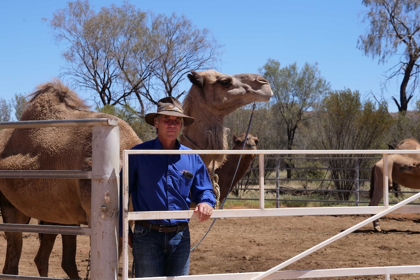 A slim, older man in a hat and farming clothes stands behind a fence in a pen containing camels.