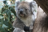 A relaxed koala with a fitness tracker around a front leg sits in a gum tree