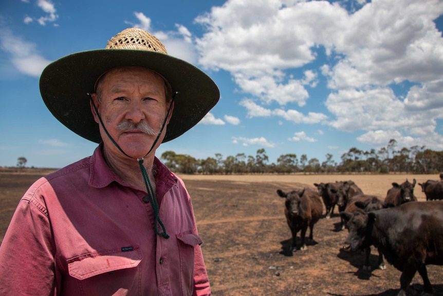 Little River farmer Peter McNaughton in a burnt-out paddock with cattle behind him.
