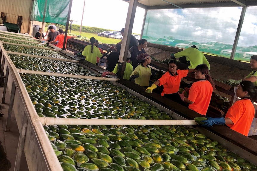 Overseas workers are unloading freshly-picked papayas and washing them in a water bath before packing begins