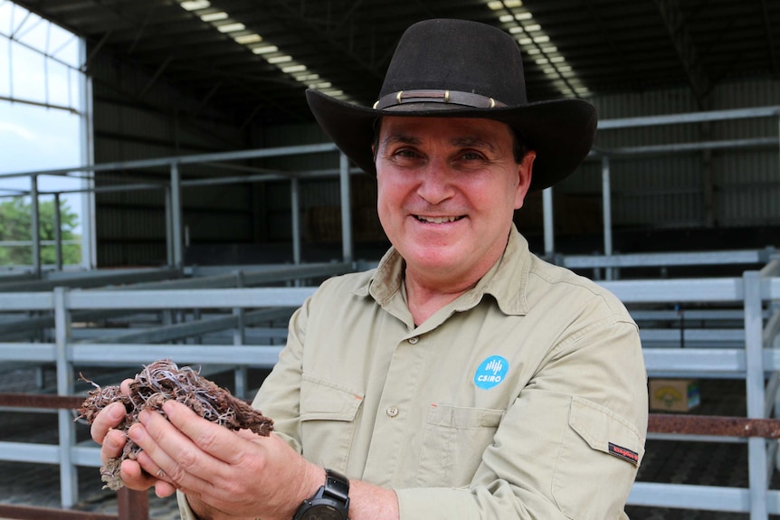 A man, wearing a CSIRO shirt, stands in front of cattle yards and holding a handful of red seaweed