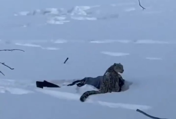 Tourist mauled by snow leopard while trying to take photo, Chinese media reports