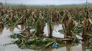 Field of banana trees flattened by Cyclone Larry.