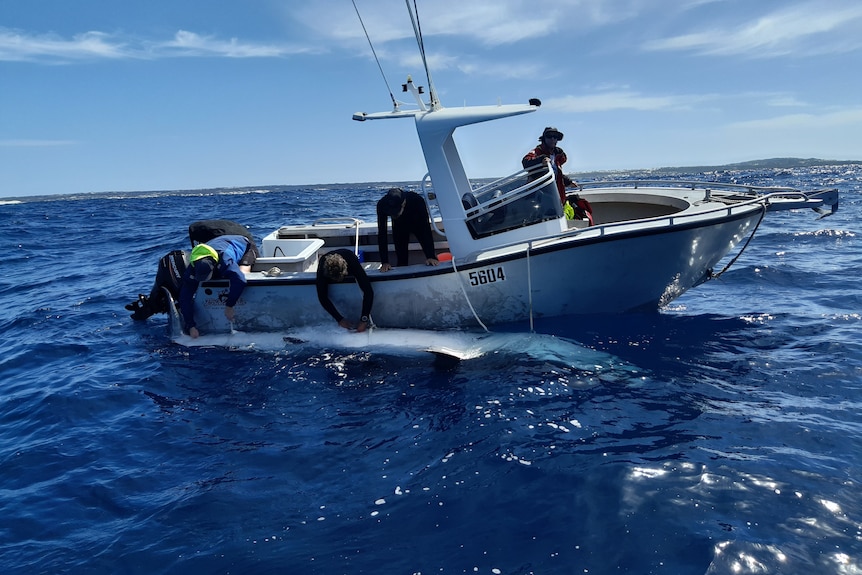 A boat in the ocean with a 5 metre shark positioned on the side of it.