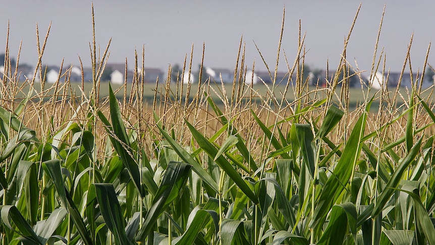 Corn in a field