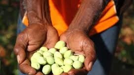 Locals hope for good prices in bumper kakadu plum harvest